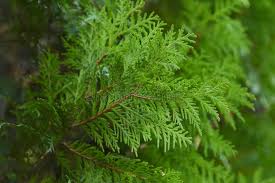 Attēlu rezultāti vaicājumam “Thuja occidentalis leaf”
