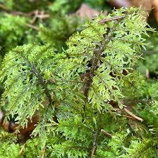 Attēlu rezultāti vaicājumam “Hylocomium splendens sporophyte”
