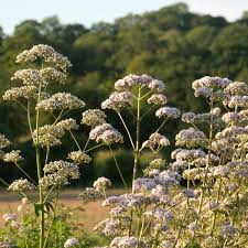 Attēlu rezultāti vaicājumam “Valeriana officinalis fruit”