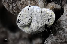 Attēlu rezultāti vaicājumam “Physarum decipiens sessile”