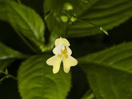 Attēlu rezultāti vaicājumam “Impatiens parviflora flower”