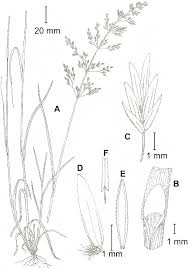 Attēlu rezultāti vaicājumam “Poa palustris leaf”