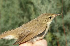 Attēlu rezultāti vaicājumam “Acrocephalus dumetorum”