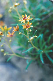 Attēlu rezultāti vaicājumam “Saxifraga cymbalaria flower”