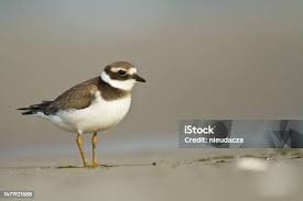 Attēlu rezultāti vaicājumam “Charadrius dubius”