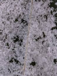 Attēlu rezultāti vaicājumam “Sawadaea tulasnei”