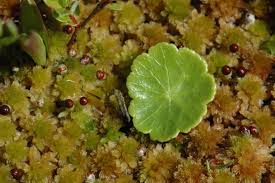 Attēlu rezultāti vaicājumam “Hydrocotyle vulgaris”
