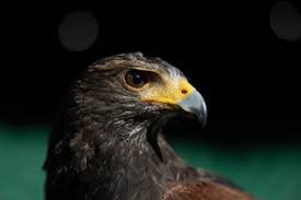 Image result for Wimbledon Hawks