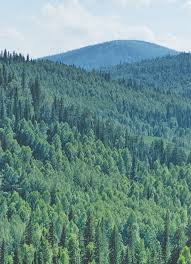 Image result for лес,