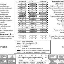 Attēlu rezultāti vaicājumam “Ophiostoma polyporicola”