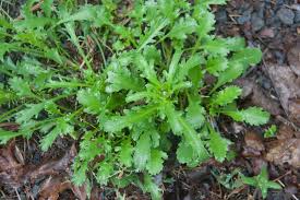 Image result for Leucanthemum vulgare