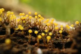 Attēlu rezultāti vaicājumam “Hemitrichia sordivesiculosa macro”