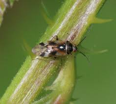 Attēlu rezultāti vaicājumam “Orthops basalis”