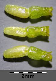 Attēlu rezultāti vaicājumam “Matricaria discoidea flower”