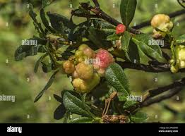 Attēlu rezultāti vaicājumam “Exobasidium splendidum”