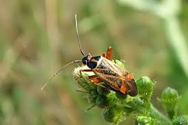 Attēlu rezultāti vaicājumam “Deraeocoris ruber imago”