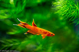 Image result for Aphyosemion