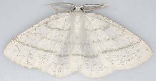 Attēlu rezultāti vaicājumam “Cabera pusaria”