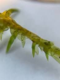 Attēlu rezultāti vaicājumam “Calliergonella cuspidata”