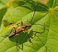 Attēlu rezultāti vaicājumam “Stenocorus meridianus”