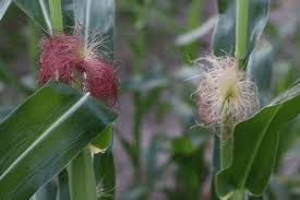 Attēlu rezultāti vaicājumam “Zea mays female flower”