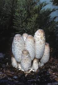 Attēlu rezultāti vaicājumam “Coprinus comatus”