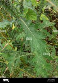 Attēlu rezultāti vaicājumam “Carduus crispus leaf”