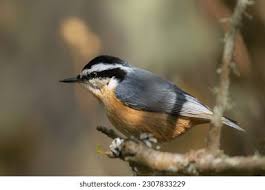 Image result for Sitta canadensis