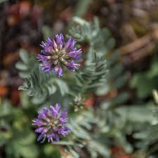 Attēlu rezultāti vaicājumam “Astragalus danicus flower”