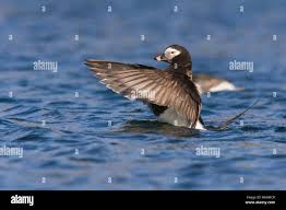 Attēlu rezultāti vaicājumam “Clangula hyemalis”