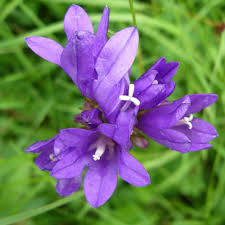 Image result for Campanula moesiaca