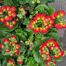 Image result for Calceolaria