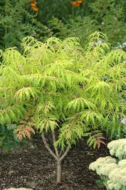 Attēlu rezultāti vaicājumam “Rhus typhina”