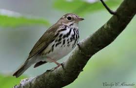 Image result for Seiurus aurocapilla