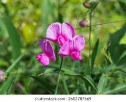 Attēlu rezultāti vaicājumam “Lathyrus tuberosus flower”
