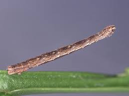 Attēlu rezultāti vaicājumam “Idaea sylvestraria”