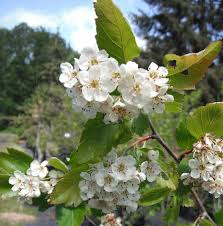Attēlu rezultāti vaicājumam “Crataegus douglasii”