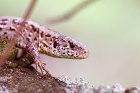 Attēlu rezultāti vaicājumam “Lacerta agilis”