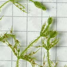 Attēlu rezultāti vaicājumam “Chara rudis”