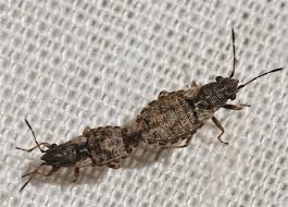 Attēlu rezultāti vaicājumam “Nithecus jacobaeae”