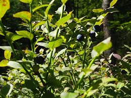 Attēlu rezultāti vaicājumam “Vaccinium myrtillus leaf”