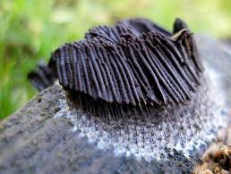 Attēlu rezultāti vaicājumam “Stemonitis flavogenita spores”