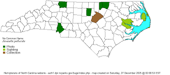 Attēlu rezultāti vaicājumam “Javesella pellucida female”