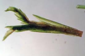 Attēlu rezultāti vaicājumam “Dicranum flagellare”