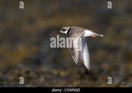 Attēlu rezultāti vaicājumam “Charadrius hiaticula adult”