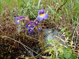 Attēlu rezultāti vaicājumam “Orobanche elatior flower”