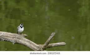 Attēlu rezultāti vaicājumam “Motacilla alba adult”