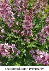 Image result for Diptam