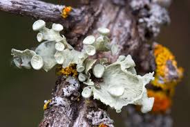 Attēlu rezultāti vaicājumam “Tremella ramalinae”