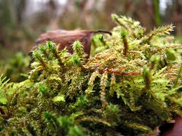 Attēlu rezultāti vaicājumam “Leiocolea rutheana sporophyte”